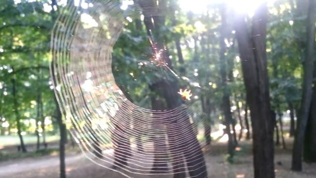 Мир прекрасен! С добрым утром! смотреть онлайн