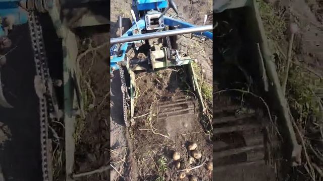 Капаю картошку копалкой производство китай зубр 2008 год выпуска.Купил за полцены в 2021г. смотреть онлайн