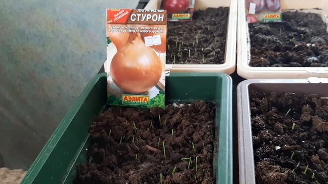 1.23. Огородные дела. Сею восемь сортов лука и свою чернушку. смотреть онлайн