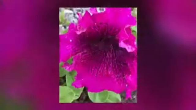 Naujų 2019 metų gėlių nuotraukos!🌸🌷🌸 смотреть онлайн