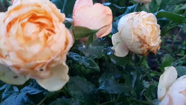 Роза Бэби Романтика (Baby Romantica) смотреть онлайн