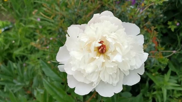 Peony " Madame Calot ", a great double flowered peony with a nice fragrance смотреть онлайн