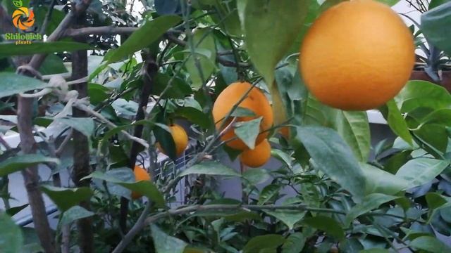 Апельсин Вашингтон Навел (Citrus sinensis ‘Washington navel’) смотреть онлайн