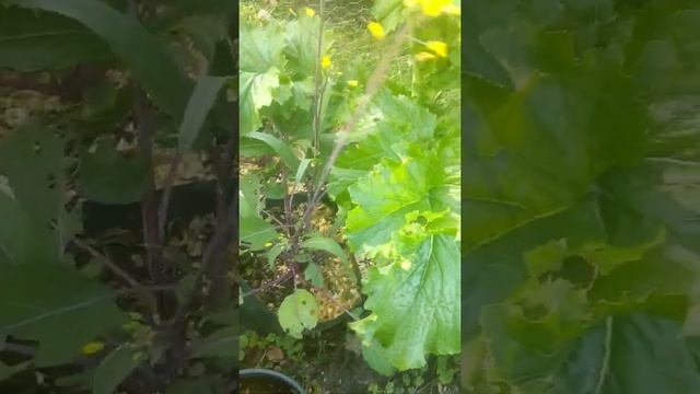 Check Out My Broccoli Raab! смотреть онлайн