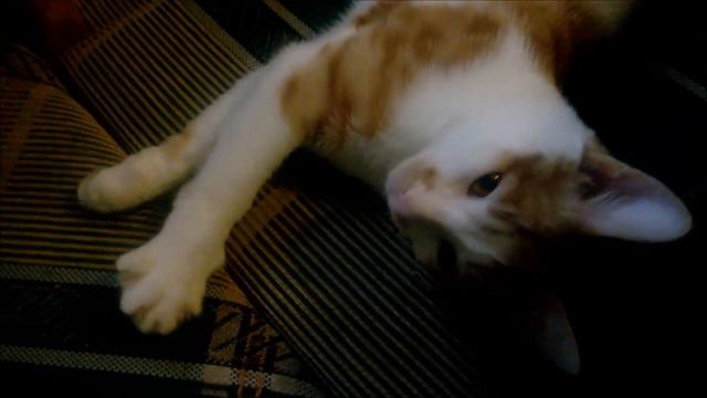 Котёнок умирал - спасённый котёнок. 😊 We found a kitten. Wir fanden ein Kätzchen 🐱 смотреть онлайн