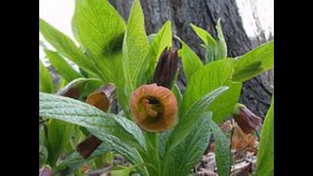 СКОПОЛИЯ (SCOPOLIA) сем. Пасленовые (Solanaceae) смотреть онлайн