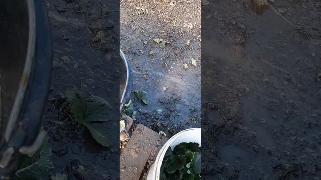 что делать если клубника даёт мало усов....размножается делением... смотреть онлайн