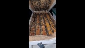 Пчёлы,в краснодарском  крае, покупаем весенний расплоды и пакеты в конце апреля