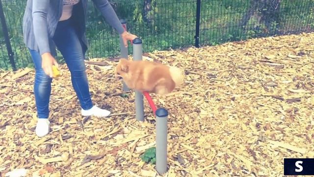 Немецкий шпиц смотреть онлайн