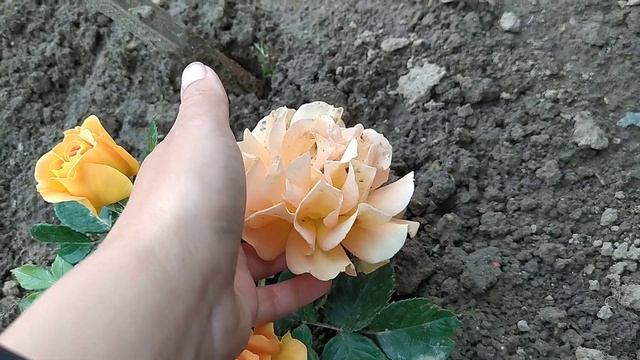 Роза? сорт Голдэльзе вся в цвету) смотреть онлайн