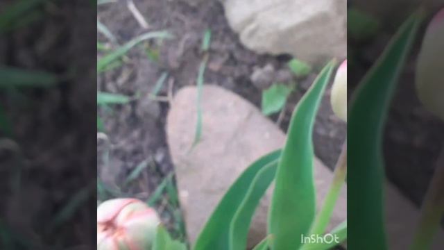 #бальзамин#барбарис#дача#релакс#цветочныймикс Посадка бальзамина.Пора тюльпанов . смотреть онлайн