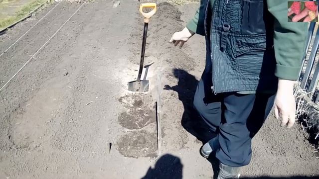 Как и когда высаживать землянику садовую( викторию) в Сибири. смотреть онлайн