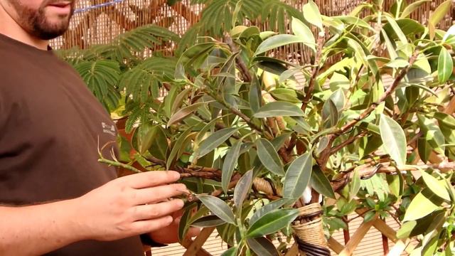 bonsai fusión ficus elastica petite melany - actualización смотреть онлайн