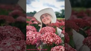 Гортензия древовидная `Пинк Аннабель II` Hydrangea arborescens `Pink Annabelle II` (Invincibelle)®