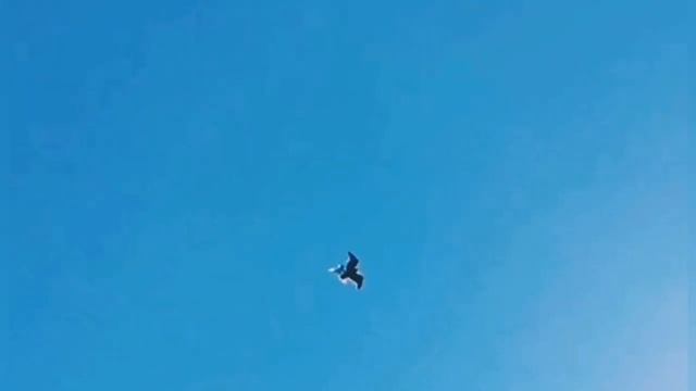 Орел атаковал голубя. Attack of an eagle on a dove