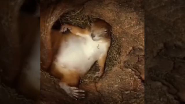 Гнездо белки изнутри