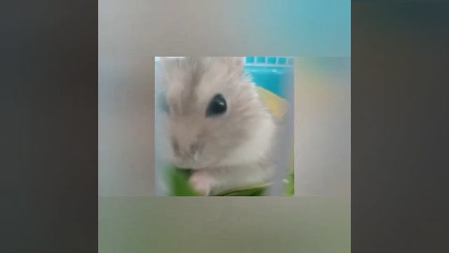 Хомяк Пушок/Хомяк под названием Хомячелло! /Огромный джунгарик! /Жили были хомяки смотреть онлайн