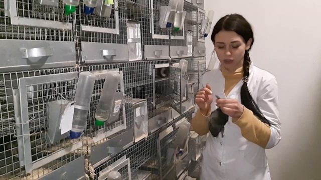 Сколько рожают шиншиллы на фермах Chinchilla.fur.ukraine  | Chinchilla.Fur.Ukraine