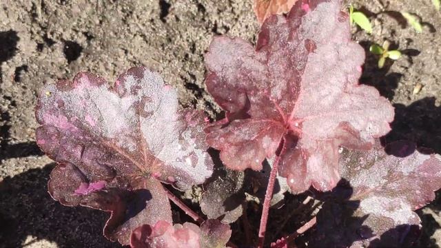 Как выглядят мои сеянцы гейхеры сорта Midnight rose смотреть онлайн