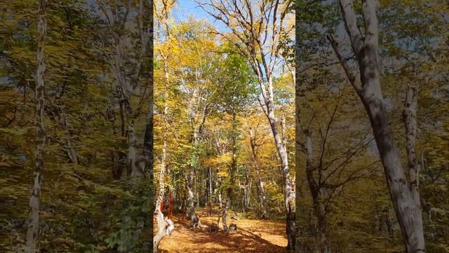 Осень в Кусарах смотреть онлайн