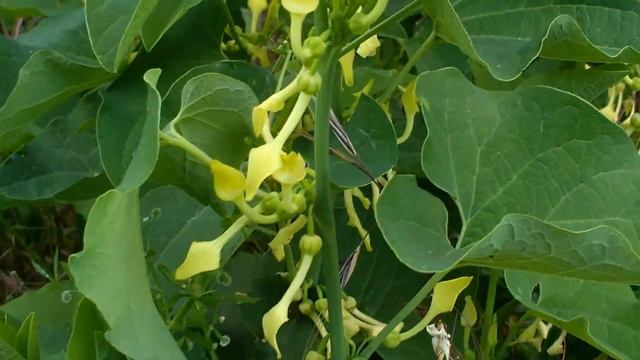Aristolochia clematitis (curativa) medicinal plant смотреть онлайн