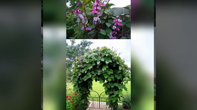 Однолетние цветы для вертикального озеленения! смотреть онлайн