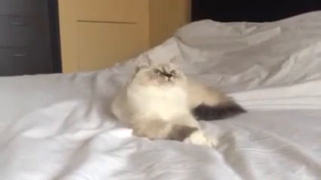 Невский маскарадный котенок Ульрих АКУНА МАТАТА смотреть онлайн