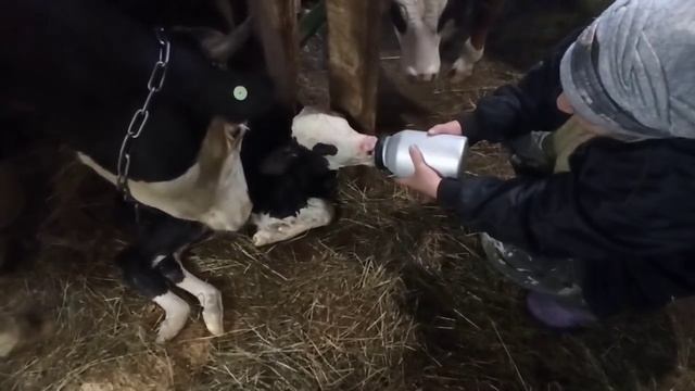 Катя первотёлка!!! Отел коровы/Первое доение/Первое кормление телёнка. смотреть онлайн