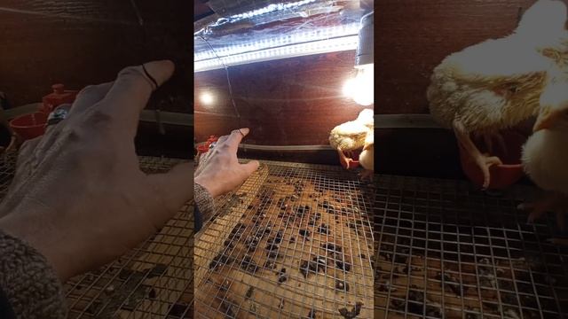 Брудер своими руками ❗❗❗ смотреть онлайн