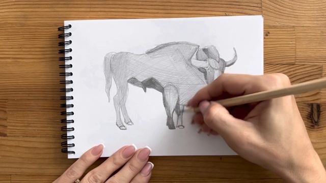 Как нарисовать зубра карандашом | Рисунок для начинающих поэтапно смотреть онлайн