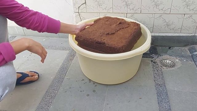 कोकोपीट को इस्तेमाल करने से पहले करें यह काम||पौधे ग्रोथ भी करेंगे और खराब बिल्कुल नहीं होंगे