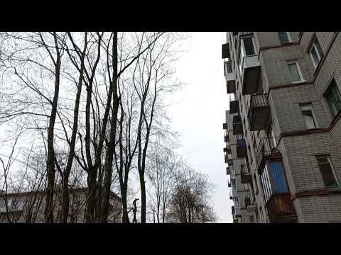 Озеленение в Красном Селе. Санкт-Петербург. 04.11.2022 г. смотреть онлайн