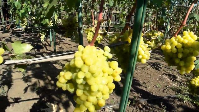 Виноград Валёк смотреть онлайн