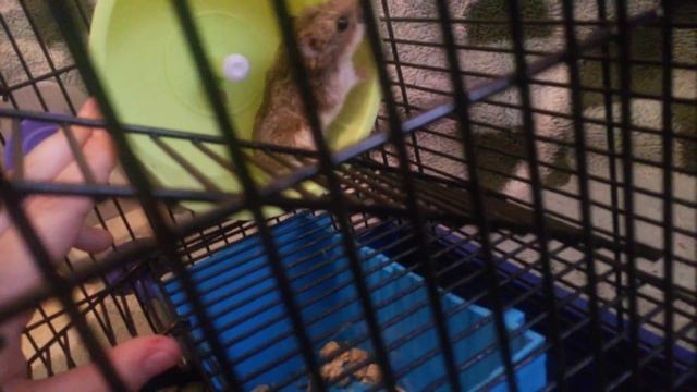 Маленькие хомячки смотреть онлайн