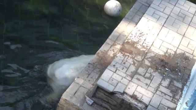 Герда и Кай в бассейне ходят, а не плавают 24 05 2021 смотреть онлайн