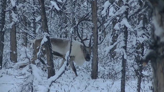 Северный олень. 2019г. в 50 км от Хатанги! смотреть онлайн