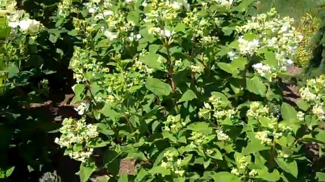 Hydrangea White Diamonds Avon Trials.MP4