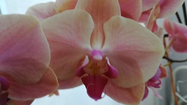 ЦВЕТЕНИЕ ФАЛЕНОПСИСА ЗОЛОТОЕ ЯБЛОКО БРАЗИЛИИ ❣️?❤️? смотреть онлайн