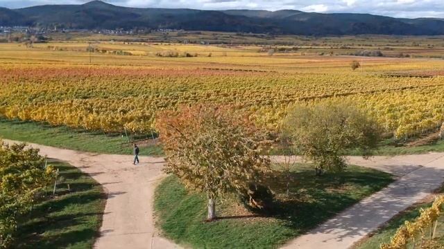 Борода. Как меняет образ двухмесячная борода смотреть онлайн