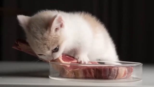 котёнок очень жёско ест мясо под жёсткий металл смотреть онлайн