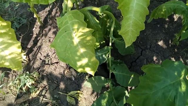 Поздняя посадка табака и разлом коры. смотреть онлайн