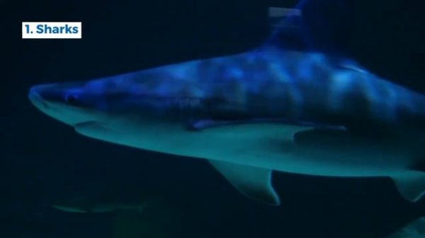 Animal classification: carnivores, herbivores, omnivores | Science for Kids | Science Video for Kid