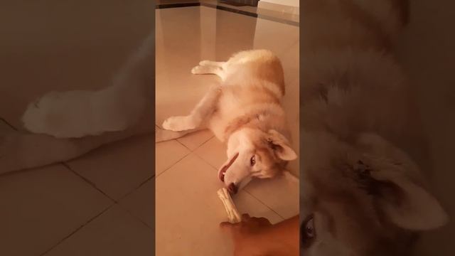 groovy #siberianhusky смотреть онлайн