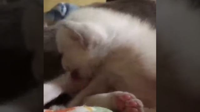 Тонкинез. Котенок тонкинской кошки смотреть онлайн