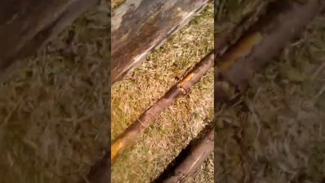 ШОК заливаем мышиные норы смотреть онлайн