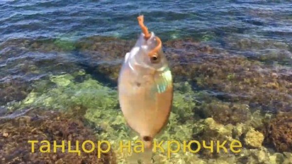 УТРЕННЯЯ ВЫЛАЗКА К МОРЮ//РЫБАЛКА RUSFISHING ПО ЛАСКИРЮ//ЧЁРНОЕ МОРЕ//СЕВАСТОРОЛЬ