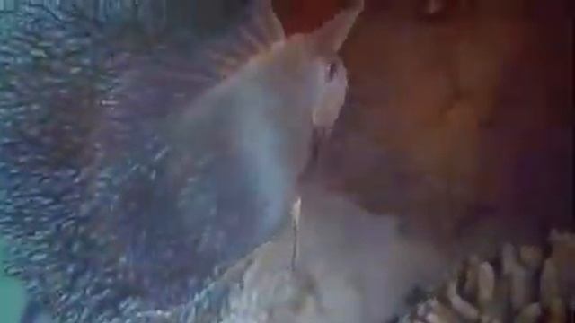 Сафари Сент Джонс смотреть онлайн