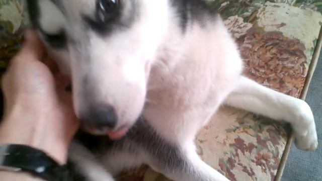 Не будите спящую собаку))) смотреть онлайн