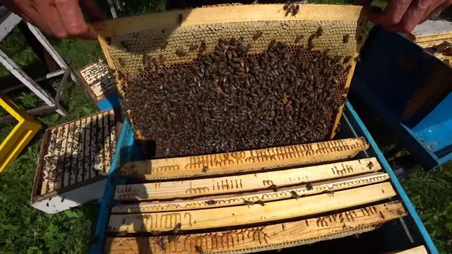 ДВУХМАТОЧНЫЕ!!! ОТБОР МЁДА! ЖИВЫ ли МАТКИ? смотреть онлайн