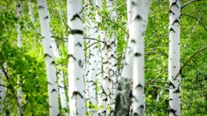 Березовая роща